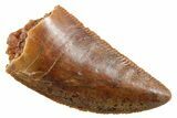 Serrated Raptor Tooth - Real Dinosaur Tooth #355540-1